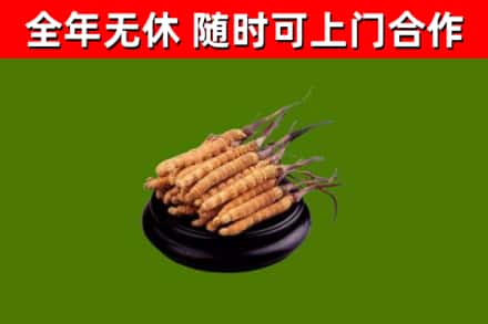 邢台市回收散虫草
